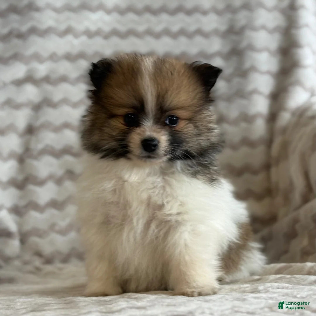 Pomeranian dogs for sale: Robbie - Ad 2