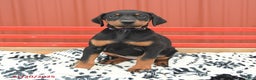Doberman Pinscher dogs for sale: Harper - Ad 9