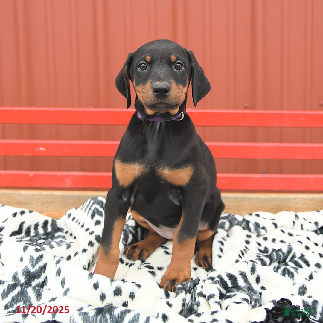 Doberman Pinscher dogs for sale: Harper - Ad 9