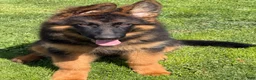 German Shepherd dogs for sale: Simba - Ad 1
