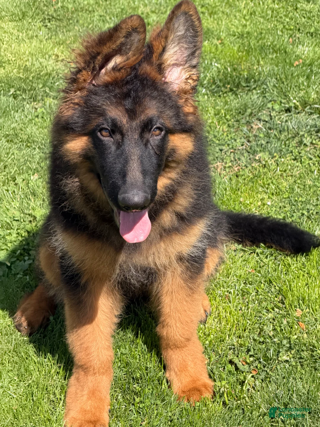 German Shepherd dogs for sale: Simba - Ad 1