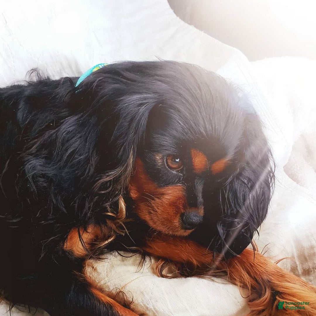 Gallery Image {{count}}