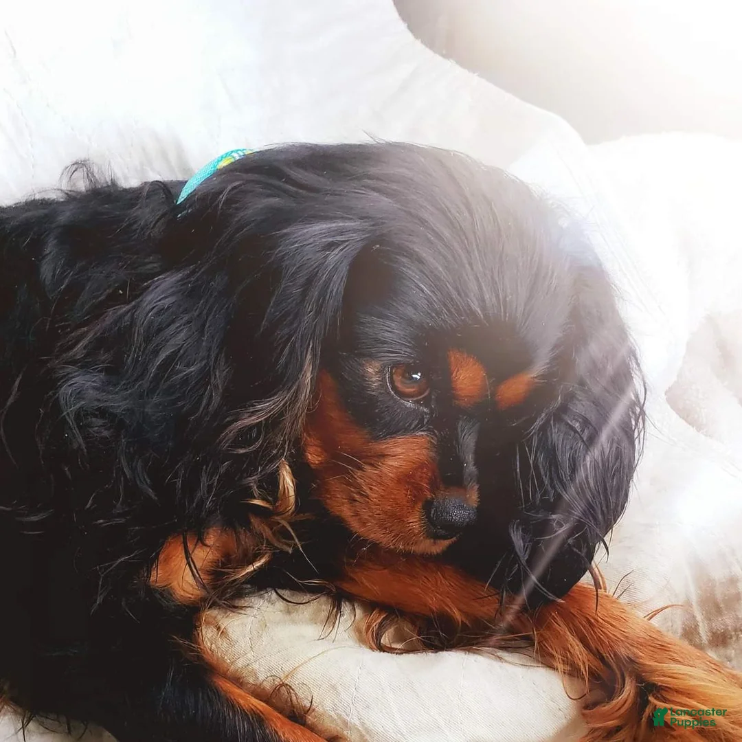 Gallery Image {{count}}