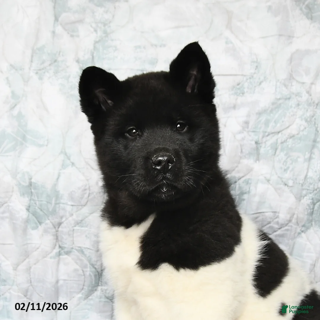 Akita dogs for sale: Oreo - Ad 5