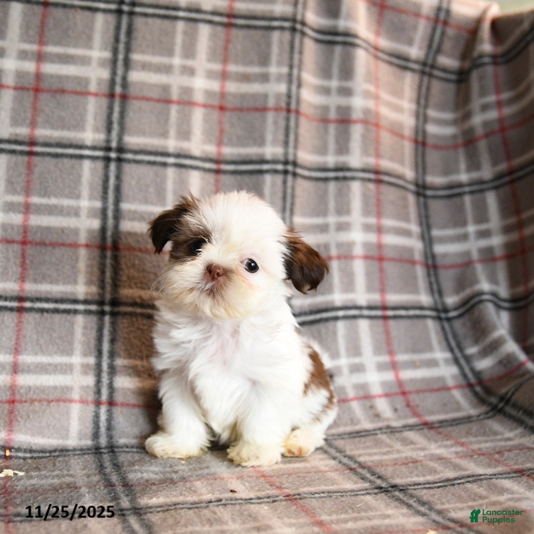 Shih Tzu dogs for sale: Coral - Ad 2