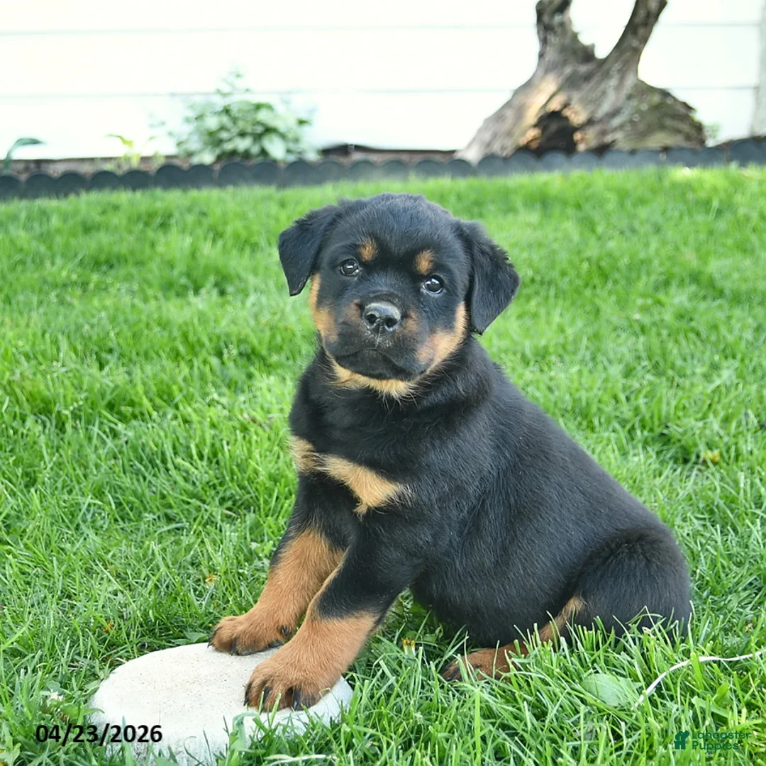 Rottweiler dogs for sale: Bandit  - Ad 2