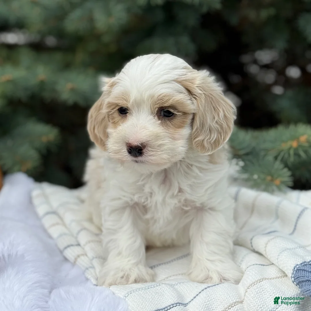 Maltipoo dogs for sale: Pip - Ad 14