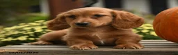 Dachshund dogs for sale: Hubert - Ad 4