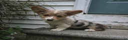Welsh Corgi Pembroke dogs for sale: Reign - Ad 9