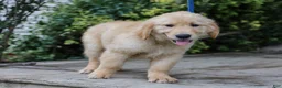 Golden Retriever dogs for sale: Atlee ACA Golden Retriever Pup - Ad 5
