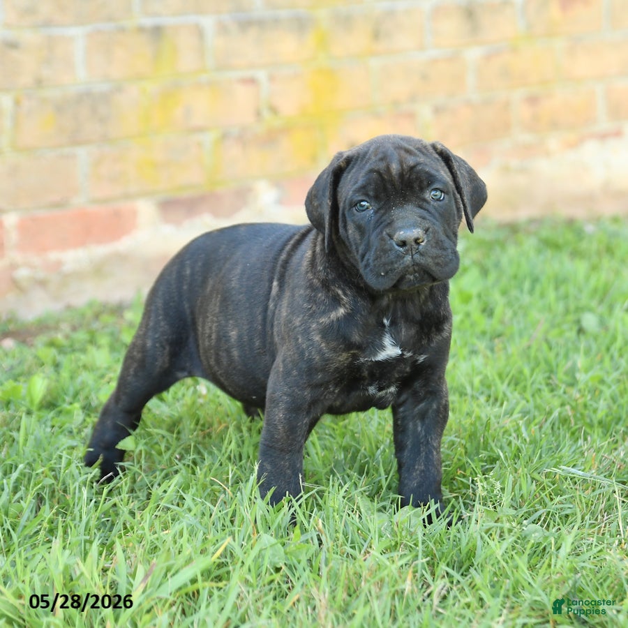 Cane Corso dogs Dreamer - Ad 2