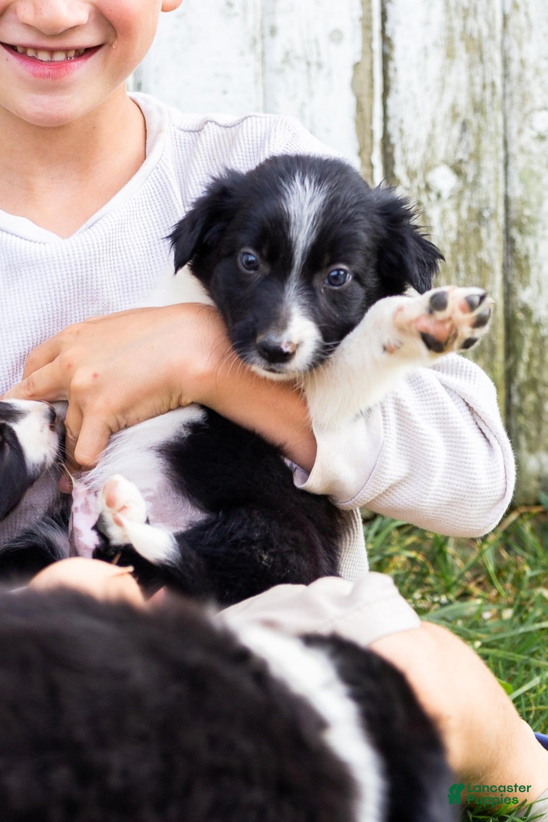 Collie Dog Breed Border Collie Good With Kids Buddy For Sale In