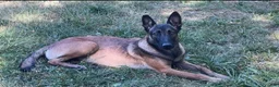 Belgian Malinois dogs for sale: Belgian Malinois 2 - Ad 2