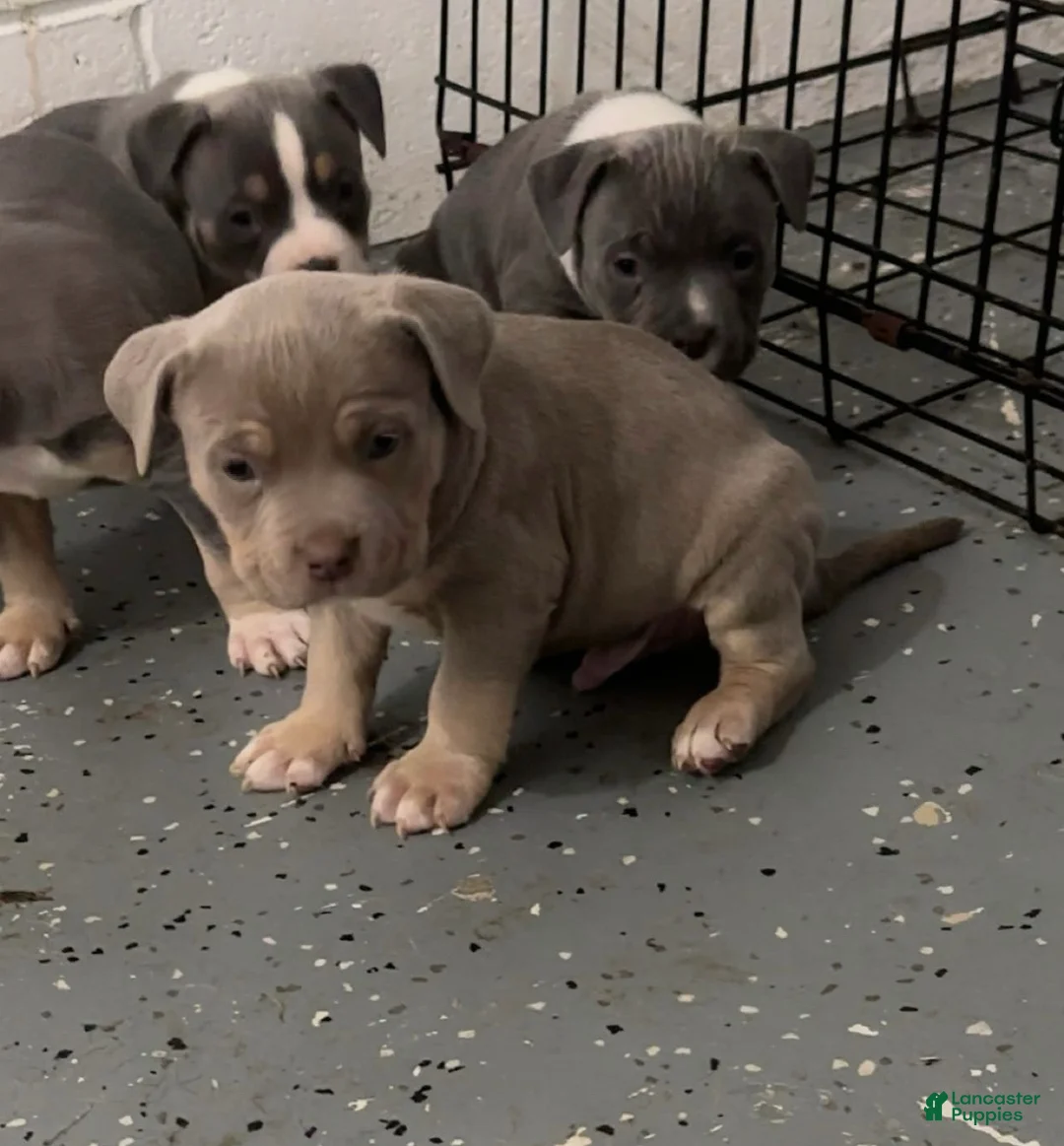 American Bully dogs for sale: American Bully Puppy 2 - Ad 1