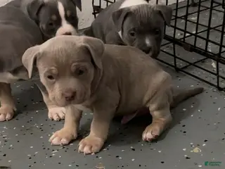 American Bully dogs American Bully Puppy 2 - Ad 40