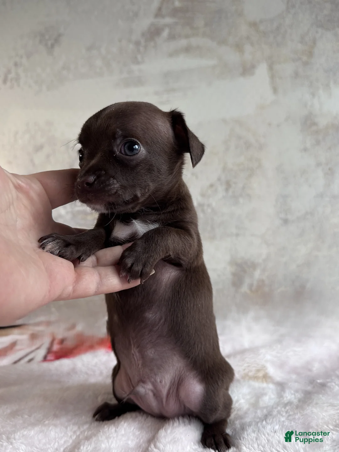 Chihuahua dogs for sale: Hershey Jr  - Ad 5
