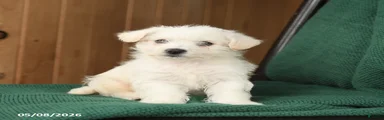 Buddy
