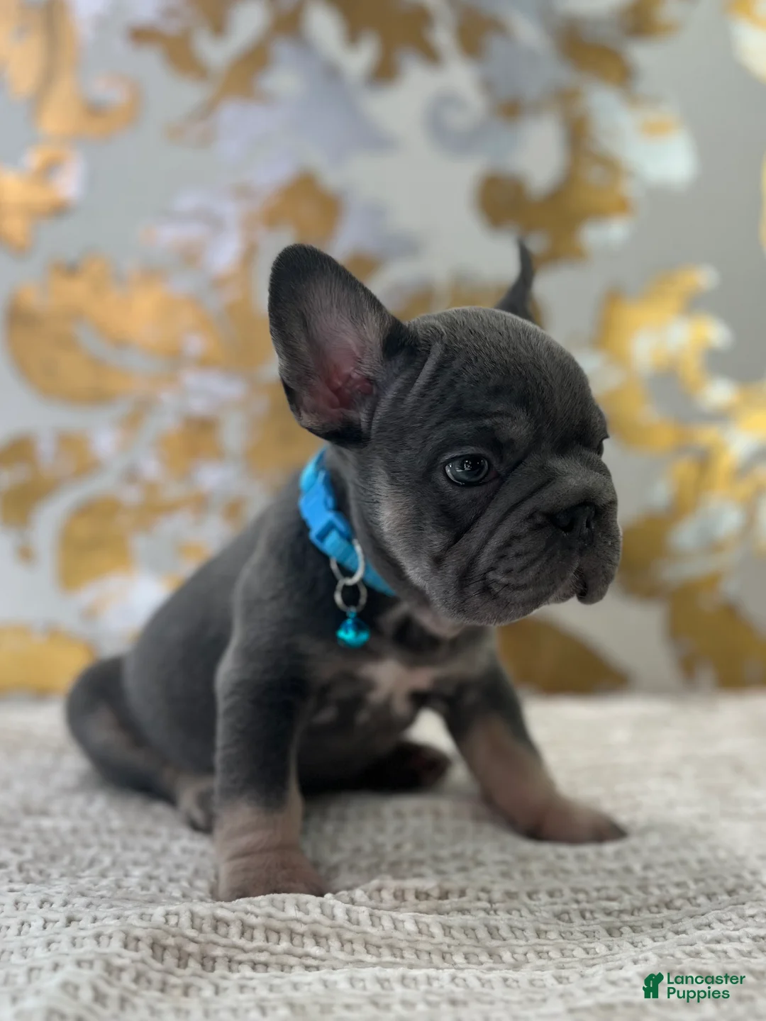 French Bulldog dogs for sale: Blue - Ad 5