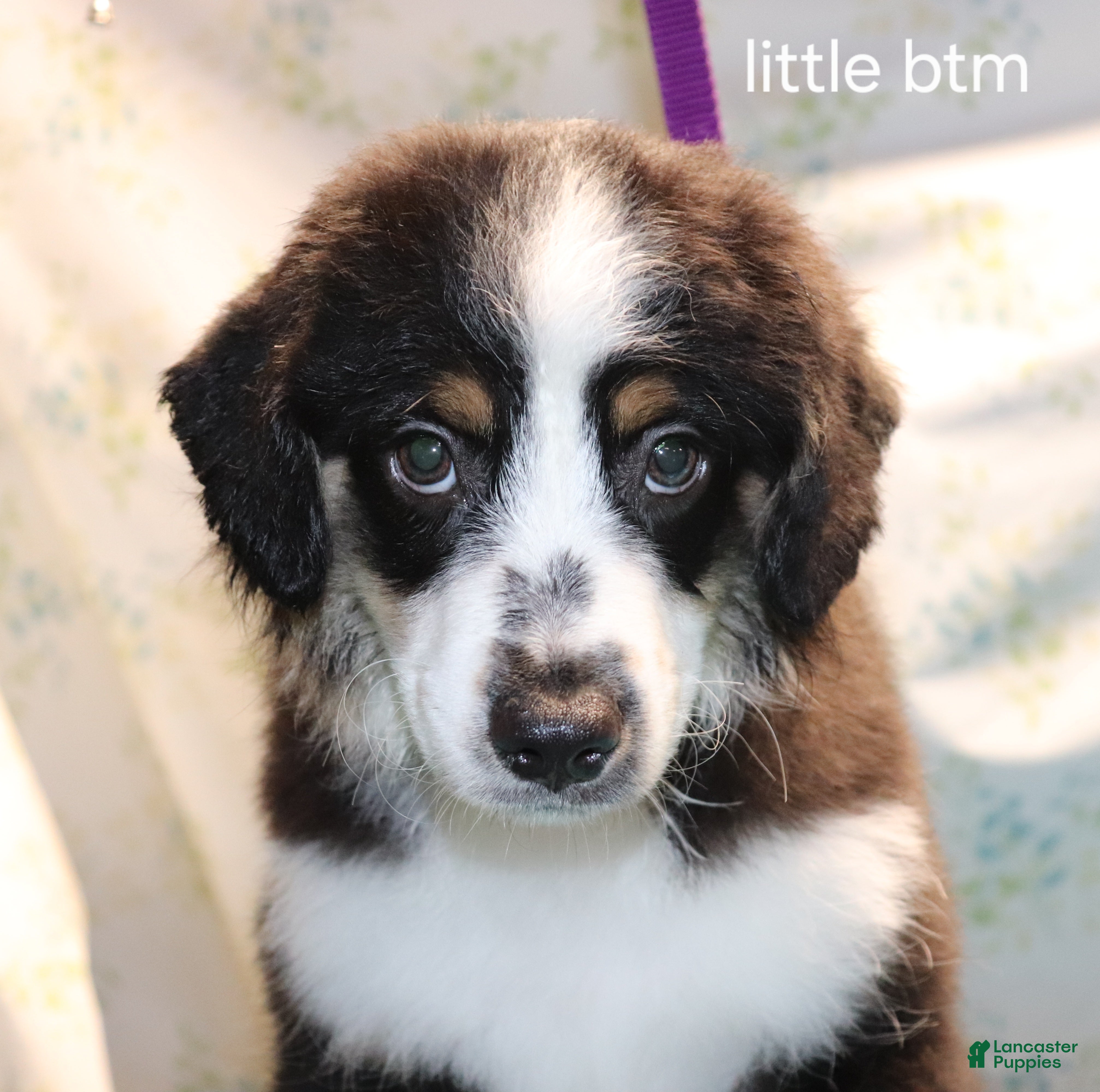 Miniature Australian Shepherd dogs Little btm - Ad 42