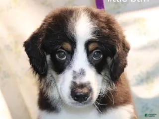 Miniature Australian Shepherd dogs Little btm - Ad 42