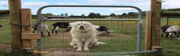 Great Pyrenees dogs for sale: Sage - Ad 7