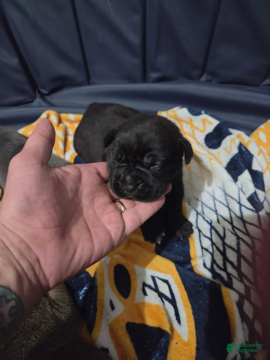 Cane Corso dogs for sale: Cane Corso 5 - Ad 1