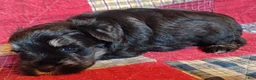 Miniature Schnauzer dogs for sale: Girl 2 - Ad 7