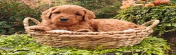 Goldendoodle dogs for sale: Chai - Ad 4