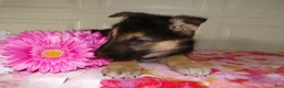 German Shepherd dogs for sale: German Shepherd Puppy 3 Oakley - Ad 3