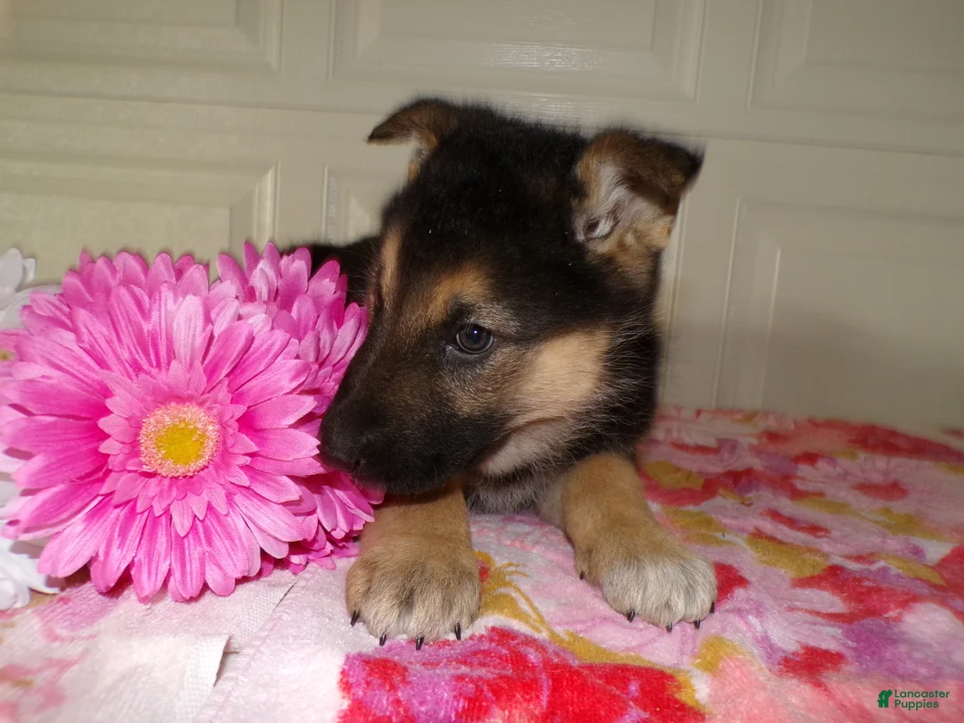 German Shepherd dogs for sale: German Shepherd Puppy 3 Oakley - Ad 3