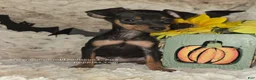 Miniature Pinscher dogs for sale: AKC Roo black rust - Ad 8