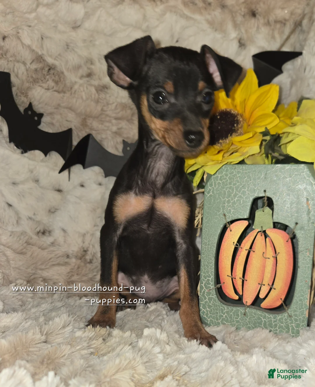 Miniature Pinscher dogs for sale: AKC Roo black rust - Ad 8