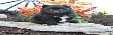 Porter
