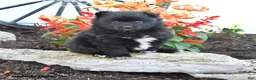 Pomeranian dogs for sale: Porter - Ad 1