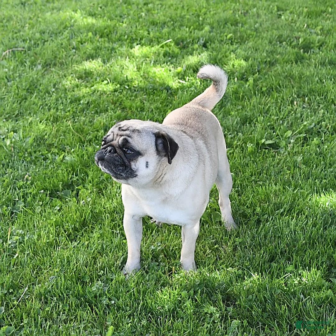 Pug dogs for sale: Cedric - Ad 7