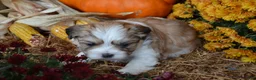 Malshi dogs for sale: Sevin - Ad 4