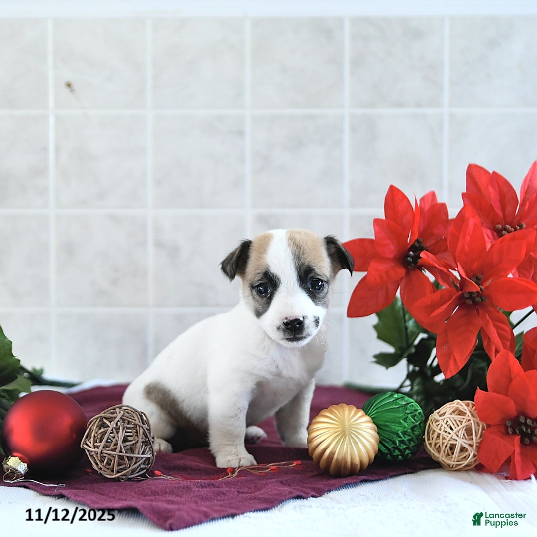 Jack Russell Terrier dogs for sale: Mikki - Ad 10