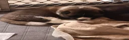 Akita dogs for sale: Akita 2 - Ad 2