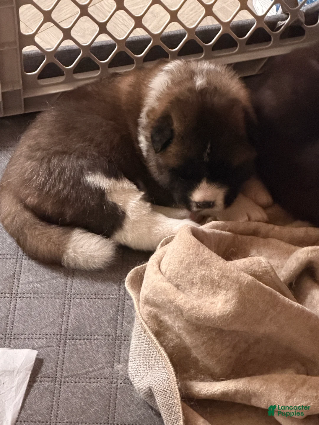 Akita dogs for sale: Akita 2 - Ad 2
