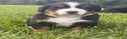 Bernese Mountain Dog dogs for sale: Auggie - Ad 4