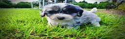 Havapoo dogs for sale: Bluebelle - Ad 7