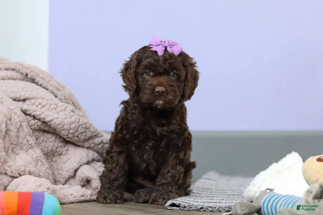 Cockapoo dogs for sale: Josie - Ad 7