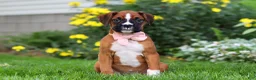 Boxer dogs for sale: Annie - Ad 1