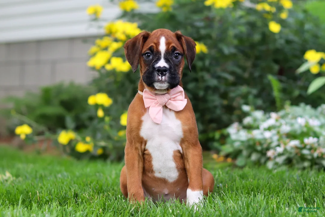 Boxer dogs for sale: Annie - Ad 1