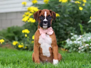 Boxer dogs for sale: Annie - Ad 3