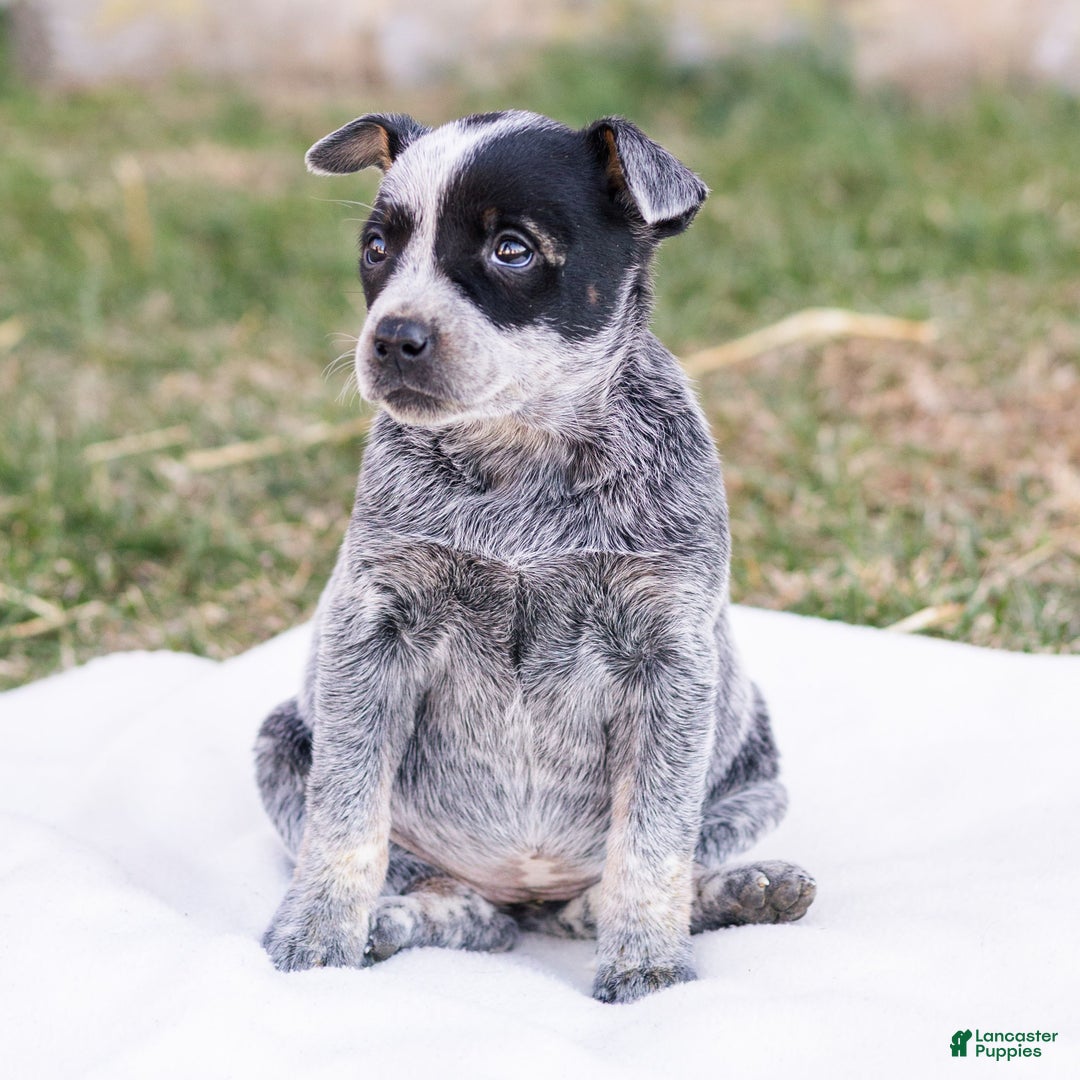 Mixed Breed dogs for sale: Hailey  - Ad 3