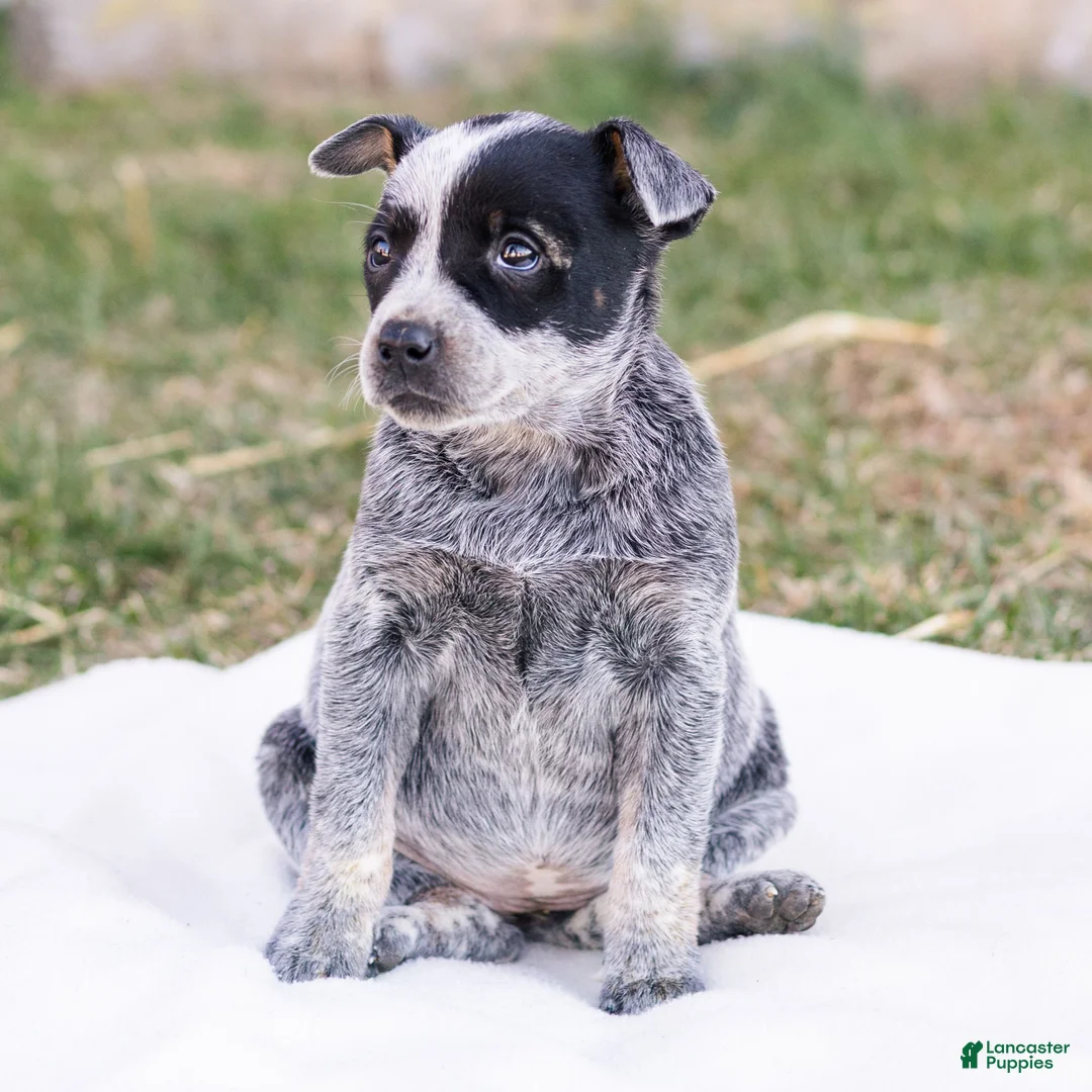 Mixed Breed dogs for sale: Hailey  - Ad 3