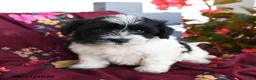 Havapoo dogs for sale: Cookies and Creme - Ad 4