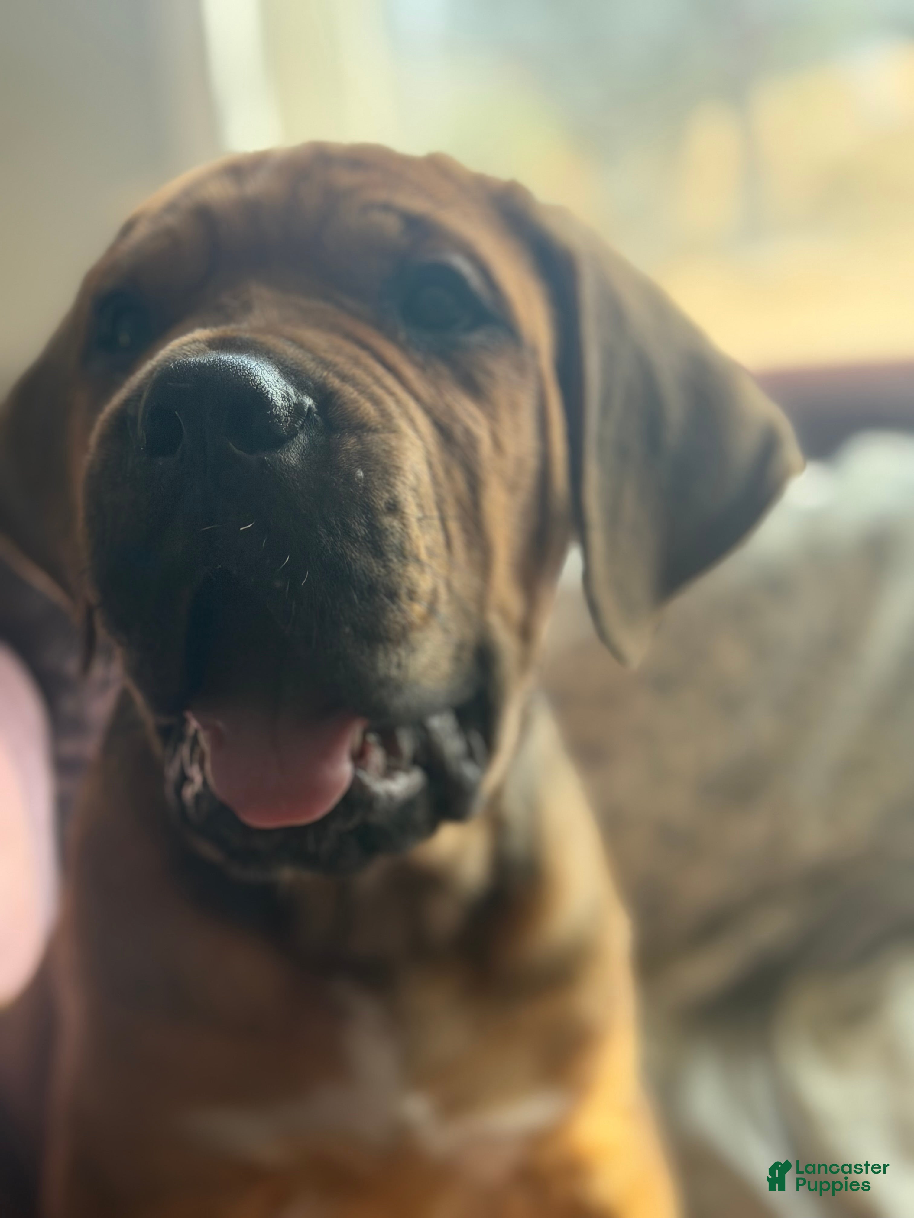 Cane Corso dogs Cane Corso Puppy 2 - Ad 15