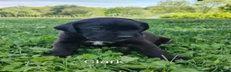 Mixed Breed dogs for sale: Clark - Ad 7